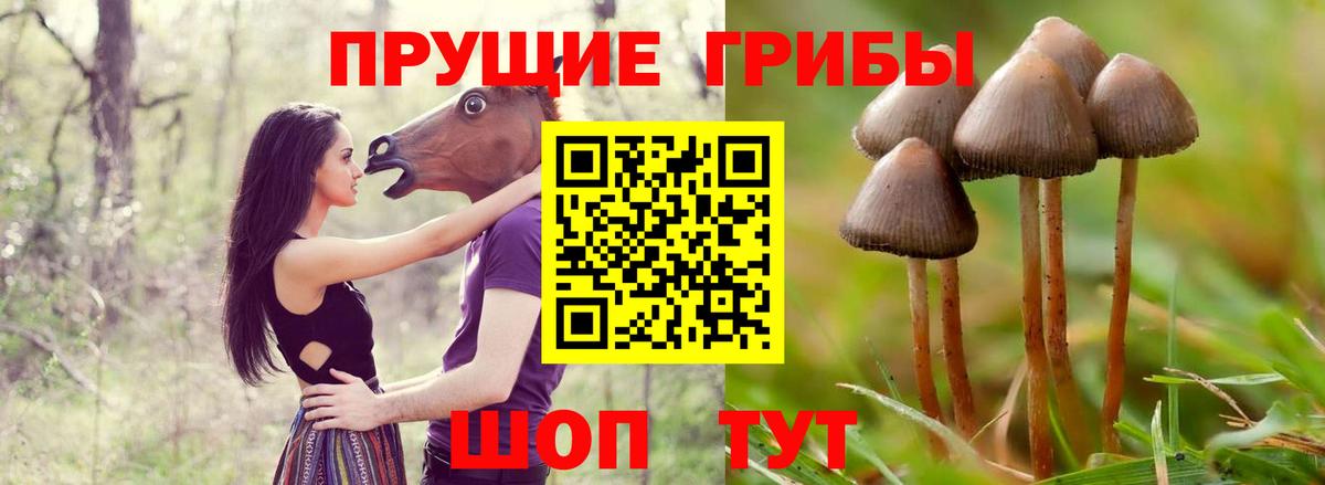 Псилоцибиновые грибы Psilocybine cubensis Троицк